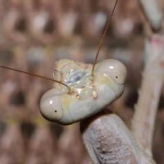 Archimantis latistyla (Stick Mantis, Large Brown Mantis) at Evatt, ACT - 28 Nov 2019 by TimL