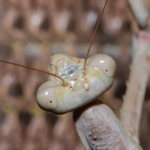 Archimantis latistyla at Evatt, ACT - 28 Nov 2019 07:39 PM