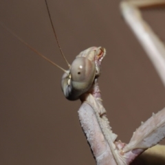 Archimantis latistyla at Evatt, ACT - 28 Nov 2019 07:39 PM