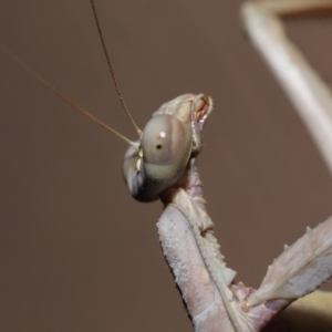 Archimantis latistyla at Evatt, ACT - 28 Nov 2019 07:39 PM