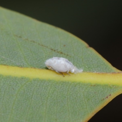 Siphanta acuta (Green planthopper, Torpedo bug) at Hackett, ACT - 2 Dec 2019 by TimL