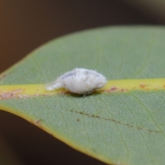 Siphanta acuta at Hackett, ACT - 2 Dec 2019 10:33 AM