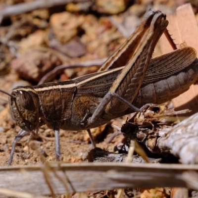 Apotropis tricarinata (Eastern striped grasshopper) at Uriarra Village, ACT - 3 Dec 2019 by Kurt