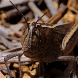 Apotropis tricarinata at Uriarra Village, ACT - 3 Dec 2019