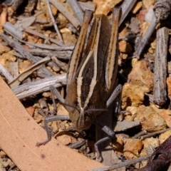 Apotropis tricarinata at Uriarra Village, ACT - 3 Dec 2019