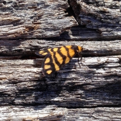 Asura lydia (Lydia Lichen Moth) at Namadgi National Park - 3 Dec 2019 by KMcCue