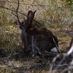 Oryctolagus cuniculus (European Rabbit) at Coree, ACT - 3 Dec 2019 by Kurt