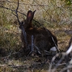 Oryctolagus cuniculus (European Rabbit) at Sherwood Forest - 3 Dec 2019 by Kurt