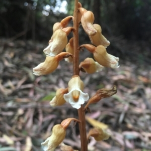 Gastrodia sesamoides at Bundanoon - 28 Nov 2019