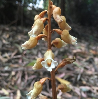 Gastrodia sesamoides (Cinnamon Bells) at Bundanoon, NSW - 28 Nov 2019 by ESP
