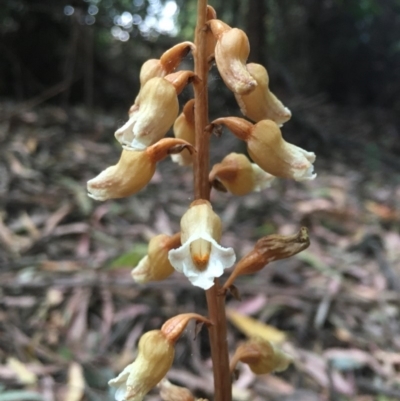 Gastrodia sesamoides (Cinnamon Bells) at Wingecarribee Local Government Area - 28 Nov 2019 by ESP