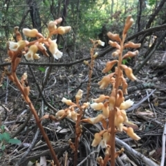 Gastrodia sesamoides at Bundanoon - 28 Nov 2019