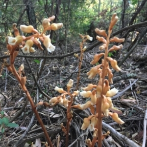 Gastrodia sesamoides at Bundanoon - 28 Nov 2019