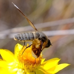 Comptosia sp. (genus) (Unidentified Comptosia bee fly) at Coree, ACT - 3 Dec 2019 by Kurt