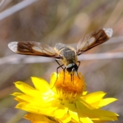 Comptosia sp. (genus) at Coree, ACT - 3 Dec 2019 03:23 PM