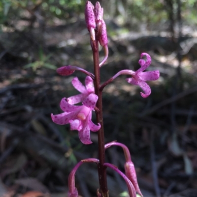 Dipodium roseum (Rosy Hyacinth Orchid) at Bundanoon, NSW - 2 Dec 2019 by ESP
