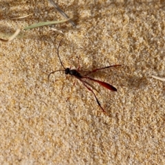 Heteropelma scaposum (Two-toned caterpillar parasite wasp) at Bournda National Park - 22 Nov 2019 by RossMannell