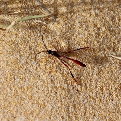 Heteropelma scaposum (Two-toned caterpillar parasite wasp) at Bournda, NSW - 22 Nov 2019 by RossMannell