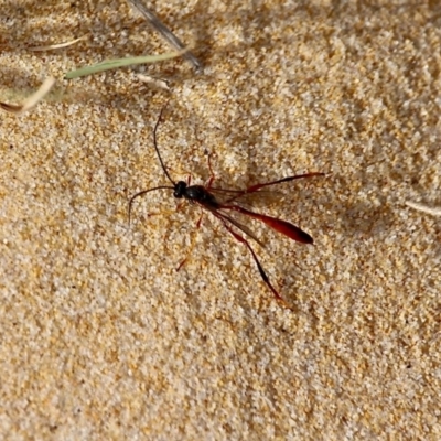 Heteropelma scaposum (Two-toned caterpillar parasite wasp) at Bournda Environment Education Centre - 21 Nov 2019 by RossMannell