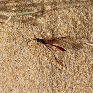 Heteropelma scaposum at Bournda, NSW - 22 Nov 2019 09:26 AM