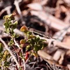 Unidentified Dragonfly (Anisoptera) at Bournda National Park - 21 Nov 2019 by RossMannell