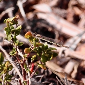 Austrolestes annulosus at Bournda, NSW - 22 Nov 2019 09:09 AM