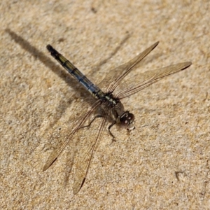 Orthetrum caledonicum at Bournda, NSW - 22 Nov 2019