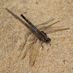 Orthetrum caledonicum at Bournda, NSW - 22 Nov 2019