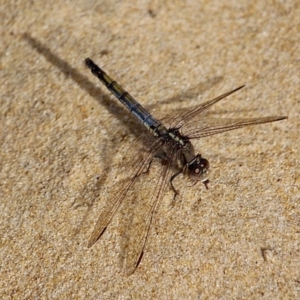 Orthetrum caledonicum at Bournda, NSW - 22 Nov 2019