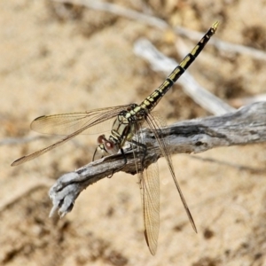 Orthetrum caledonicum at Bournda, NSW - 22 Nov 2019