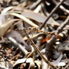 Orthetrum caledonicum at Bournda, NSW - 22 Nov 2019 09:39 AM