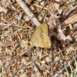 Hypocysta metirius at Wallagoot, NSW - 18 Sep 2019