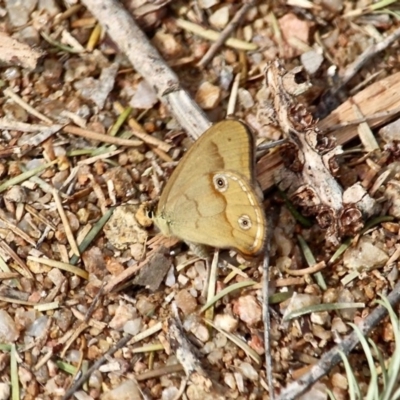 Hypocysta metirius (Brown Ringlet) at Bournda National Park - 18 Sep 2019 by RossMannell