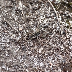 Tasmanicosa sp. (genus) (Unidentified Tasmanicosa wolf spider) at Wallagoot, NSW - 18 Sep 2019 by RossMannell