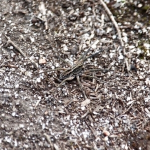 Tasmanicosa sp. (genus) at Wallagoot, NSW - 18 Sep 2019 12:14 PM