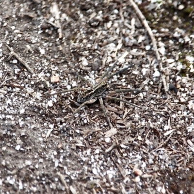 Tasmanicosa sp. (genus) (Tasmanicosa wolf spider) at Wallagoot, NSW - 18 Sep 2019 by RossMannell