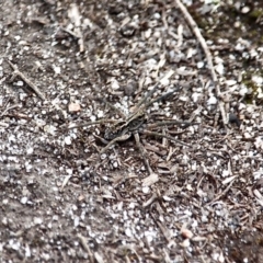 Tasmanicosa sp. (genus) (Unidentified Tasmanicosa wolf spider) at Bournda National Park - 18 Sep 2019 by RossMannell