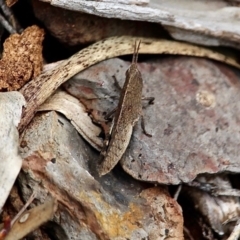 Goniaea opomaloides (Mimetic Gumleaf Grasshopper) at Bournda National Park - 18 Sep 2019 by RossMannell