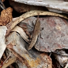 Goniaea sp. (TBC) at Bournda National Park - 18 Sep 2019 by RossMannell
