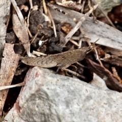 Goniaea opomaloides at Bournda National Park - 18 Sep 2019