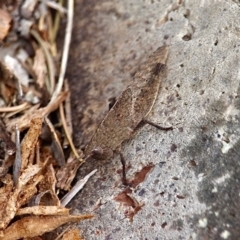 Goniaea opomaloides at Bournda National Park - 18 Sep 2019