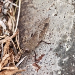 Goniaea opomaloides at Bournda National Park - 18 Sep 2019