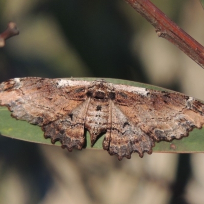 Pholodes sinistraria (Sinister or Frilled Bark Moth) at Gigerline Nature Reserve - 11 Nov 2019 by michaelb