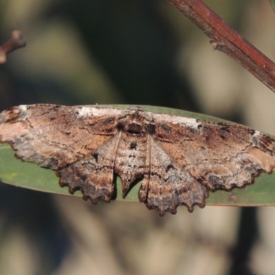 Pholodes sinistraria (Sinister or Frilled Bark Moth) at Tennent, ACT - 11 Nov 2019 by MichaelBedingfield