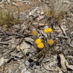 Rutidosis leptorhynchoides at Yarralumla, ACT - 4 Dec 2019