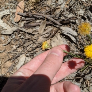 Rutidosis leptorhynchoides at Yarralumla, ACT - 4 Dec 2019