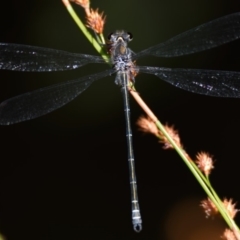 Austroargiolestes icteromelas (Common Flatwing) at Acton, ACT - 4 Dec 2019 by Thurstan