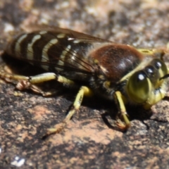 Bembix sp. (genus) (Unidentified Bembix sand wasp) at Acton, ACT - 3 Dec 2019 by Thurstan