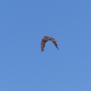 Falco berigora at Bega, NSW - 4 Dec 2019 02:11 PM