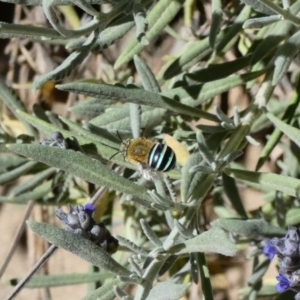 Amegilla sp. (genus) at Hughes, ACT - 4 Dec 2019 02:33 PM